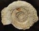 HILDAITES MURLEYI - JURASSIC, SOMERSET.