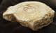 HILDAITES MURLEYI - JURASSIC, SOMERSET.
