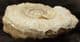 HILDAITES MURLEYI - JURASSIC, SOMERSET.