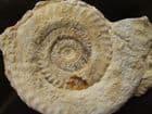 HILDAITES MURLEYI - JURASSIC, SOMERSET.