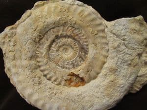 HILDAITES MURLEYI - JURASSIC, SOMERSET.