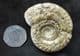 HILDOCERAS BIFRONS SHOWING SMALL DEPRESSED AREA OF SHELL - JURASSIC, SOMERSET.