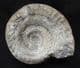 HILDOCERAS BIFRONS SHOWING SMALL DEPRESSED AREA OF SHELL - JURASSIC, SOMERSET.