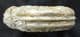 HILDOCERAS BIFRONS SHOWING SMALL DEPRESSED AREA OF SHELL - JURASSIC, SOMERSET.