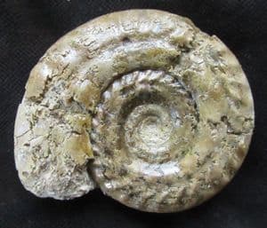 HILDOCERAS BIFRONS SHOWING SMALL DEPRESSED AREA OF SHELL - JURASSIC, SOMERSET.