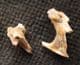 HISPID COTTON RAT - TWO PIECES OF SKULL WITH TEETH. - PLEISTOCENE, FLORIDA.