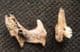 HISPID COTTON RAT - TWO PIECES OF SKULL WITH TEETH. - PLEISTOCENE, FLORIDA.