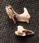 HISPID COTTON RAT - TWO PIECES OF SKULL WITH TEETH. - PLEISTOCENE, FLORIDA.