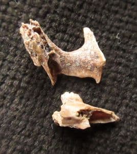 HISPID COTTON RAT - TWO PIECES OF SKULL WITH TEETH. - PLEISTOCENE, FLORIDA.
