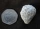 HOLCOCYSTITES SCUTELLATUS - SILURIAN, INDIANA, USA.