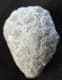 HOLCOCYSTITES SCUTELLATUS - SILURIAN, INDIANA, USA.
