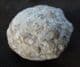 HOLCOCYSTITES SCUTELLATUS - SILURIAN, INDIANA, USA.