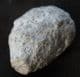 HOLCOCYSTITES SCUTELLATUS - SILURIAN, INDIANA, USA.