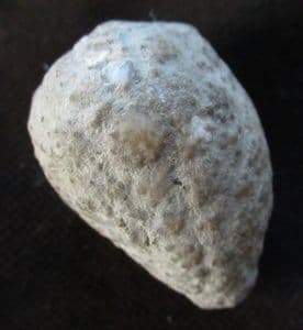 HOLCOCYSTITES SCUTELLATUS - SILURIAN, INDIANA, USA.