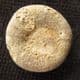 HOLECTYPUS DEPRESSU S - JURASSIC, GLOUCESTERSHIRE.