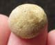 HOLECTYPUS DEPRESSU S - JURASSIC, GLOUCESTERSHIRE.