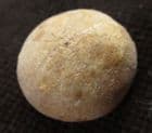 HOLECTYPUS DEPRESSU S - JURASSIC, GLOUCESTERSHIRE.
