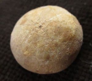 HOLECTYPUS DEPRESSU S - JURASSIC, GLOUCESTERSHIRE.