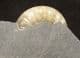 HONEY COLOURED ASTEROCERAS OBTUSUM - JURASSIC, LYME REGIS.