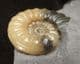 HONEY COLOURED ASTEROCERAS OBTUSUM - JURASSIC, LYME REGIS.