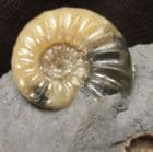 HONEY COLOURED ASTEROCERAS OBTUSUM - JURASSIC, LYME REGIS.