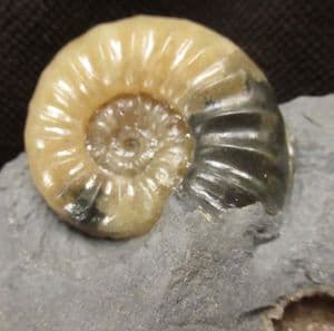 HONEY COLOURED ASTEROCERAS OBTUSUM - JURASSIC, LYME REGIS.