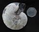 HOPLOSCAPHITES NICOLLLETTI VAR SALTGRASSENSIS - CRETACEOUS, SOUTH DAKOTA.
