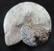 HOPLOSCAPHITES NICOLLLETTI VAR SALTGRASSENSIS - CRETACEOUS, SOUTH DAKOTA.