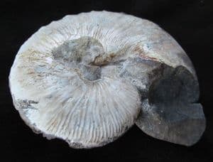 HOPLOSCAPHITES NICOLLLETTI VAR SALTGRASSENSIS - CRETACEOUS, SOUTH DAKOTA.