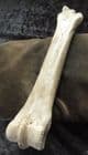 HORSE CANNON BONE - PLEISTOCENE, HUNGARY.