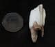 HORSE PREMOLAR - EQUUS CABALLUS FOSSILIS - PLEISTOCENE, HUNGARY.