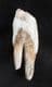 HORSE PREMOLAR - EQUUS CABALLUS FOSSILIS - PLEISTOCENE, HUNGARY.