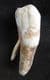 HORSE PREMOLAR - EQUUS CABALLUS FOSSILIS - PLEISTOCENE, HUNGARY.