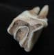 HORSE PREMOLAR - EQUUS CABALLUS FOSSILIS - PLEISTOCENE, HUNGARY.