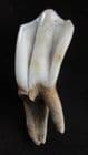 HORSE PREMOLAR - EQUUS CABALLUS FOSSILIS - PLEISTOCENE, HUNGARY.