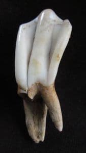 HORSE PREMOLAR - EQUUS CABALLUS FOSSILIS - PLEISTOCENE, HUNGARY.