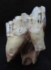 HORSE TOOTH - PLEISTOCENE, YELLOW RIVER CHINA.