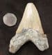 HUGE CARCHAROCLES ANGUSTIDENS TOOTH - OLIGOCENE, SOUTH CAROLINA.