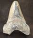 HUGE CARCHAROCLES ANGUSTIDENS TOOTH - OLIGOCENE, SOUTH CAROLINA.