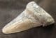 HUGE CARCHAROCLES ANGUSTIDENS TOOTH - OLIGOCENE, SOUTH CAROLINA.