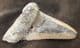 HUGE CARCHAROCLES ANGUSTIDENS TOOTH - OLIGOCENE, SOUTH CAROLINA.
