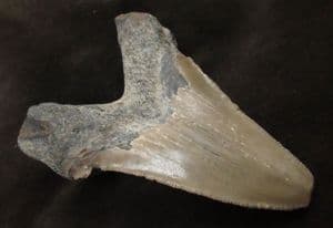 HUGE CARCHAROCLES ANGUSTIDENS TOOTH - OLIGOCENE, SOUTH CAROLINA.