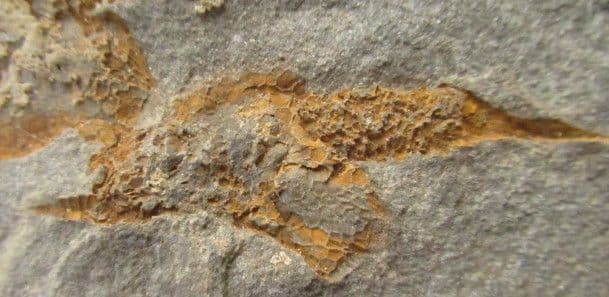 HUGE DISPLAY SLAB SHOWING 20 ALIGNED EOCRINOIDS - ORDOVICIAN MOROCCO