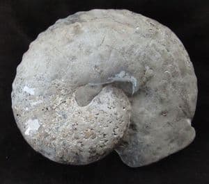 HUGE HETEROMORPH FROM THE LATE CRETACEOUS OF SOUTH DAKOTA.