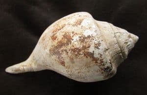 HUGE SYCOSTOMA PYRUS - BARTON BEDS. HAMPSHIRE.