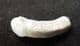 HYENA INCISOR - PLEISTOCENE, CZECH REPUBLIC.