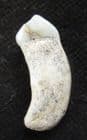 HYENA INCISOR - PLEISTOCENE, CZECH REPUBLIC.