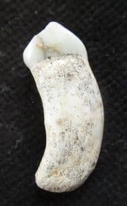 HYENA INCISOR - PLEISTOCENE, CZECH REPUBLIC.
