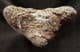 ICHTHYOSAUR SKULL BONE - JURASSIC, LYME REGIS.