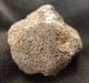 ICHTHYOSAUR SKULL BONE - JURASSIC, LYME REGIS.